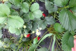 菜盛源草莓采摘